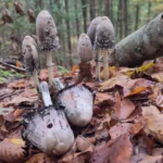 Sechs Schopftintlinge (Pilze) am Walboden, der mit Laub bedeckt ist.