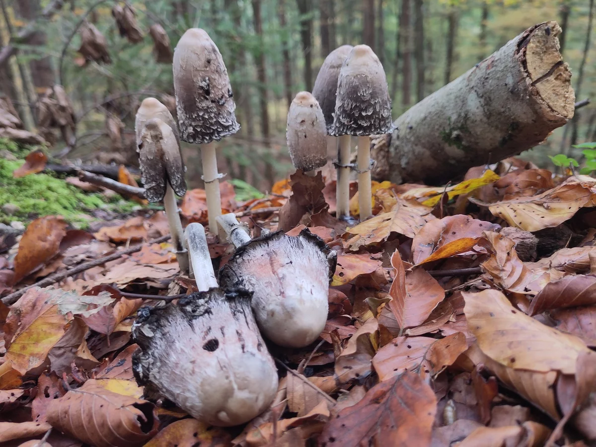 Six mushrooms on the forest floor covered with leaves.